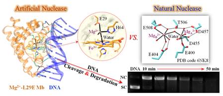 说明: D:\科研论文资料\2020-Mg-Mn-L29EMb-罗杰\Figure-GA-new.jpg